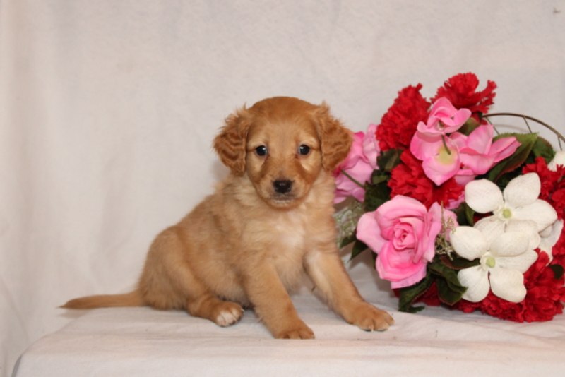 puppy, for, sale, Mini Goldendoodle F2B, Matthew B. Stoltzfus, dog, breeder, Gap, PA, dog-breeder, puppy-for-sale, forsale, nearby, find, puppyfind, locator, puppylocator, aca